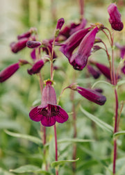 Penstemon Penstemon 'Pensham Plum Jerkum', 2L