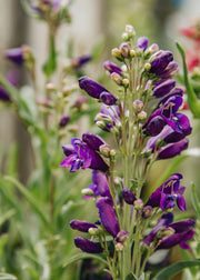 Penstemon Penstemon ‘Rock Candy Purple', 2L