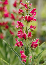 Penstemon Penstemon ‘Rock Candy Ruby', 2L