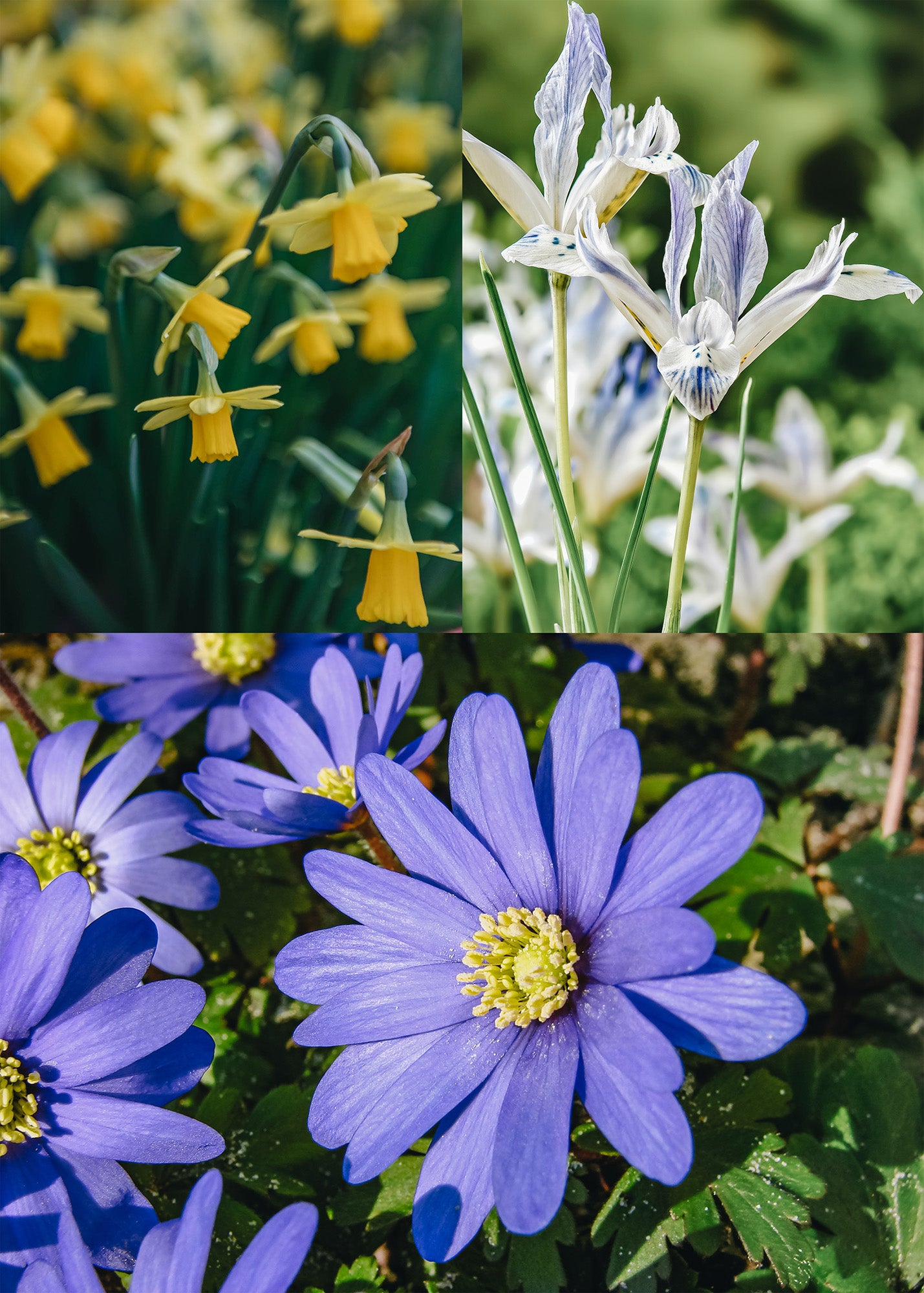 Perennial Lasagne Planting Bulb Collection