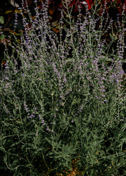 Perovskia Perovskia 'Blue Spire', 15L