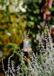Perovskia Perovskia 'Blue Spire', 15L
