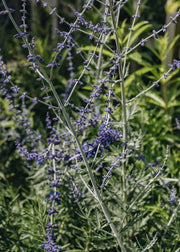 Perovskia Blue Spire AGM, 3L