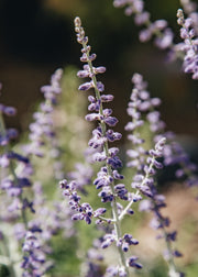 Perovskia Perovskia atriplicifolia ‘Prime Time’, 2L