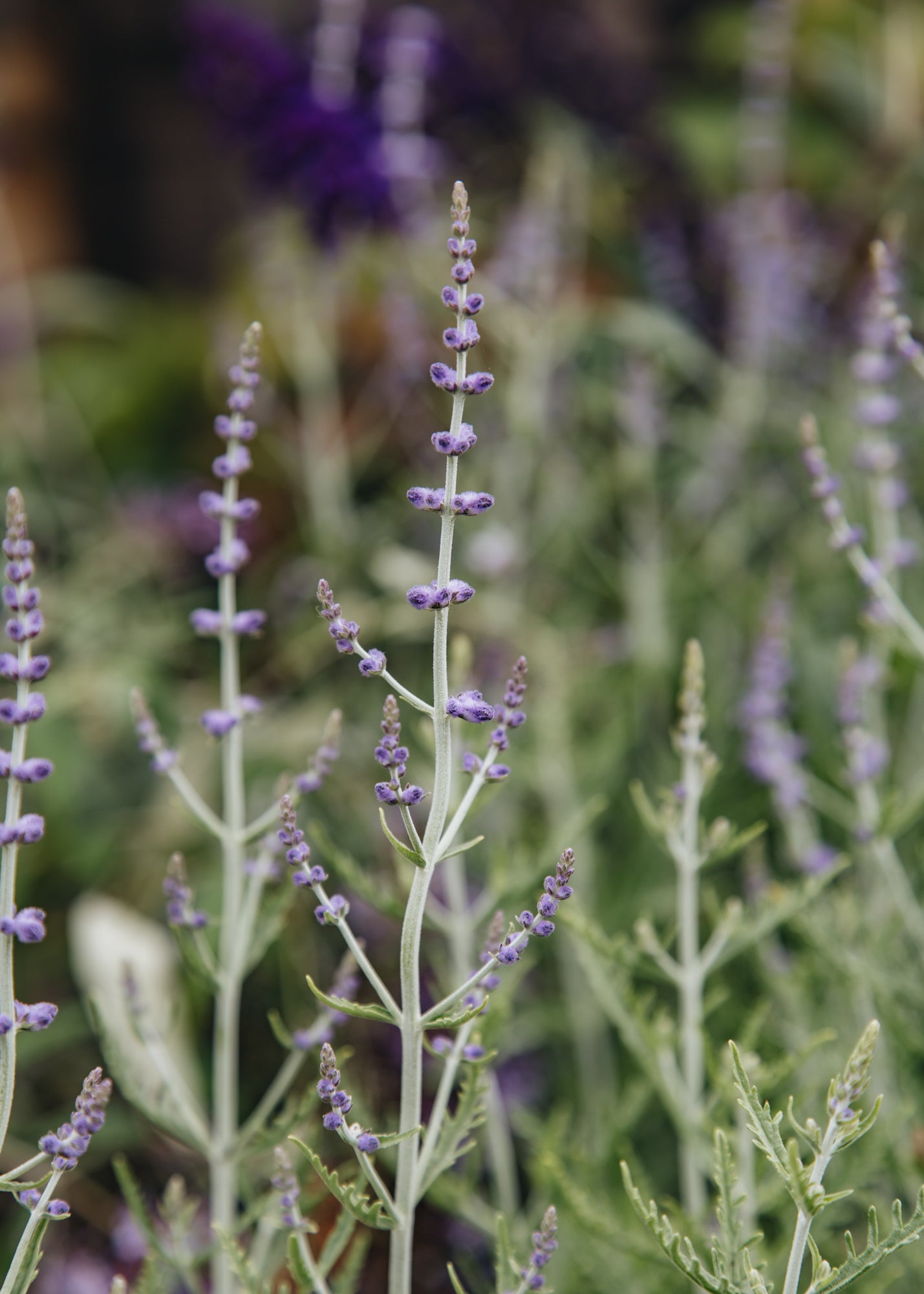 Perovskia Perovskia atriplicifolia Blue Jean Baby, 2/3L 