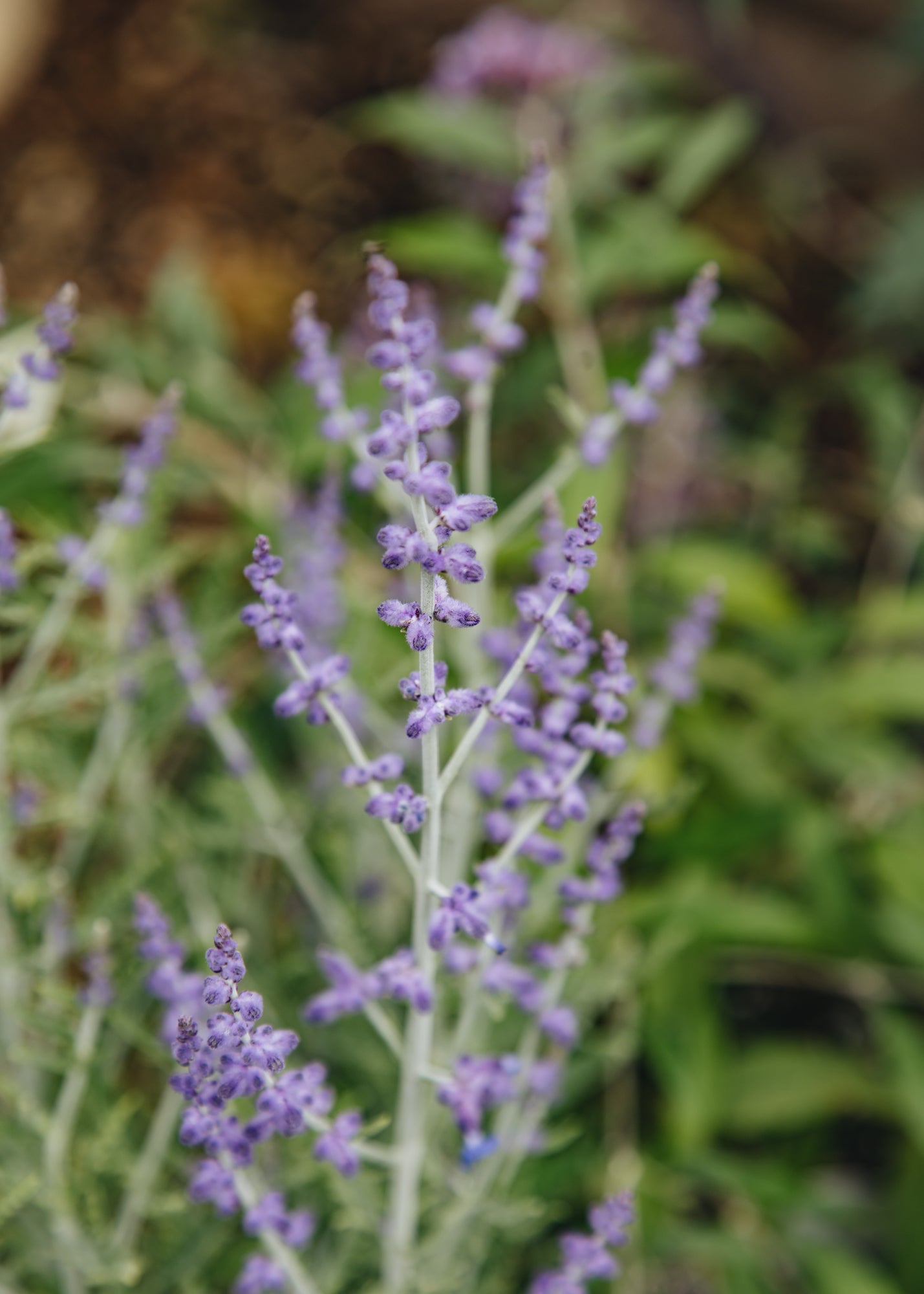 Nepeta Perovskia atriplicifolia Blue Jean Baby, 2/3L 