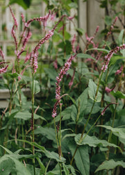 Persicaria Persicaria Pink Elephant 2L