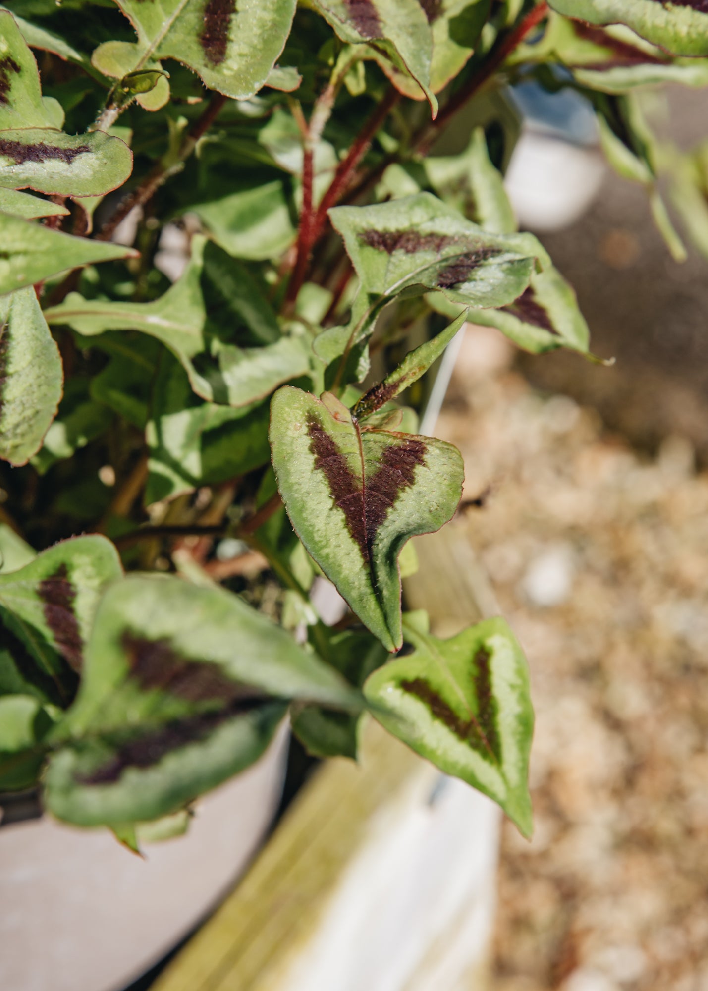 Persicaria Persicaria microcephala Purple Fantasy, 2/3L
