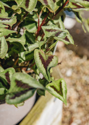 Persicaria Persicaria microcephala Purple Fantasy, 2/3L