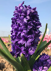 Taylors Bulbs Hyacinthus 'Peter Stuyvesant' Bulbs, pack of five