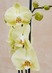 Houseplants Phalaenopsis Golden Coin in Terracotta Pot