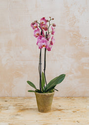 Bergs Potter Phalaenopsis Honey Peach in Terracotta Pot