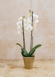 Bergs Potter Phalaenopsis Oxford White in Terracotta Pot