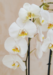 Houseplants Phalaenopsis Oxford White in Terracotta Pot