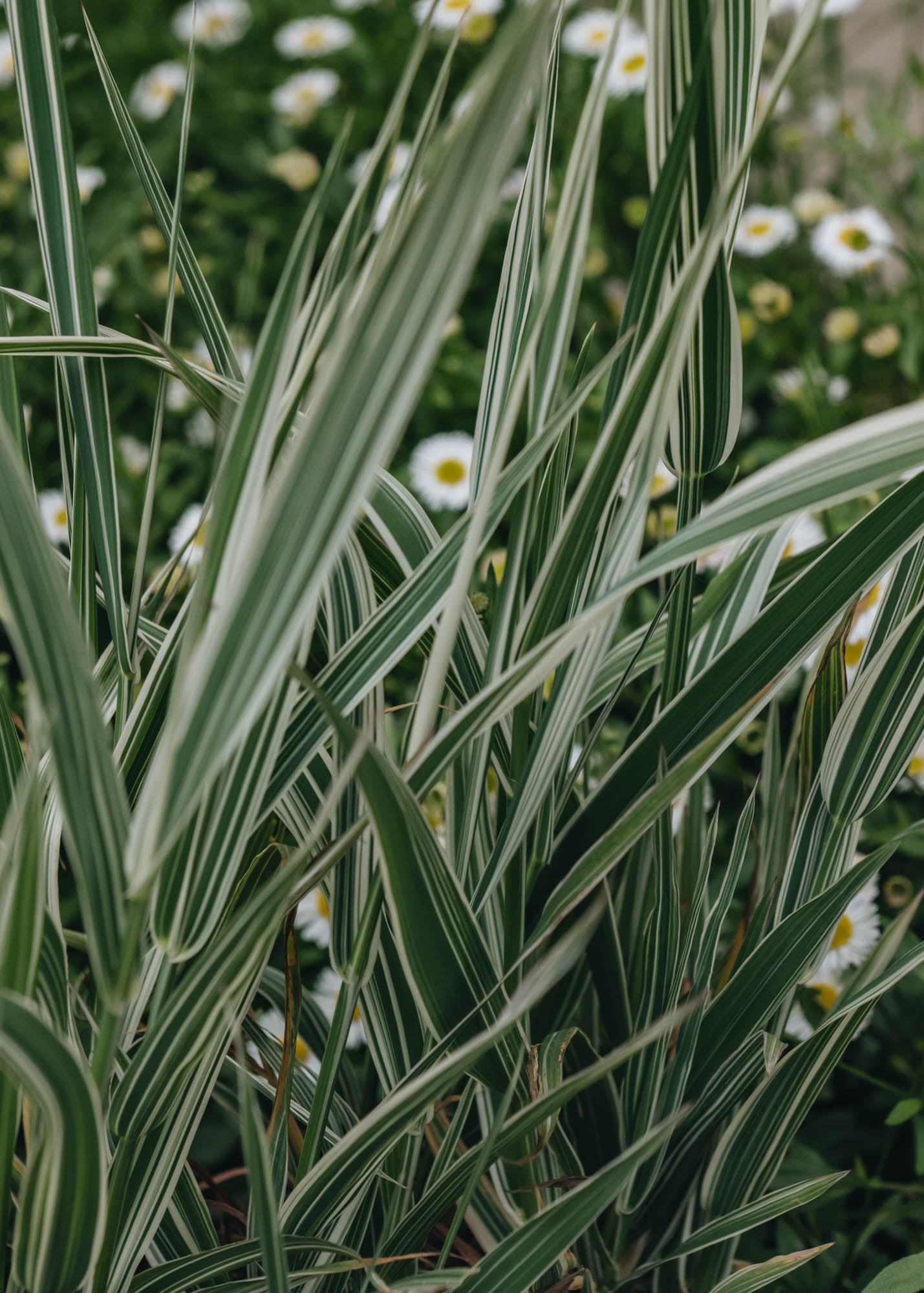 Phalaris arundinacea picta