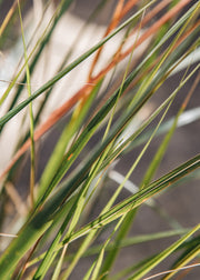 Stipa Anemanthele lessoniana (syn. Stipa Arundinacea), 3L