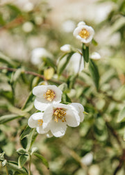 Philadelphus Philadelphus ‘Casa Azul’, 3L