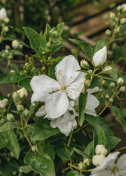 Philadelphus Mrs EL Robinson, 3L
