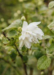 Hydrangea Philadelphus ‘Pearls of Perfume’, 10L