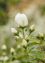 Philadelphus Philadelphus ‘Pearls of Perfume’, 10L