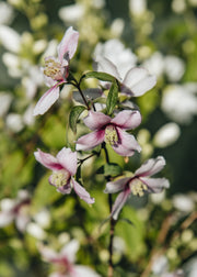 Philadelphus 'Petite Perfume Pink', 3L