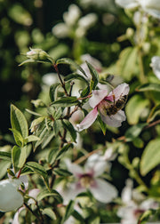 Philadelphus Philadelphus 'Petite Perfume Pink', 3L