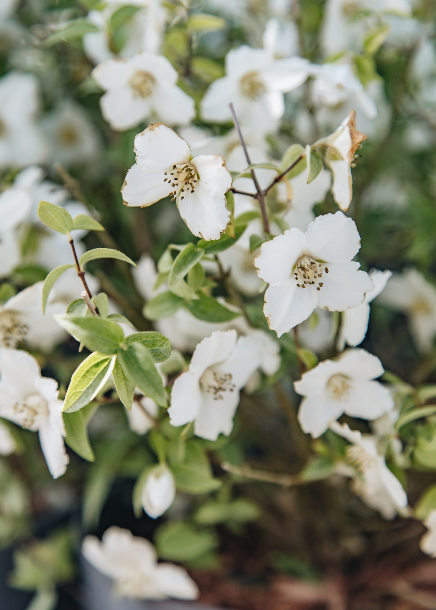 Philadelphus Petite Perfume White, 3L 