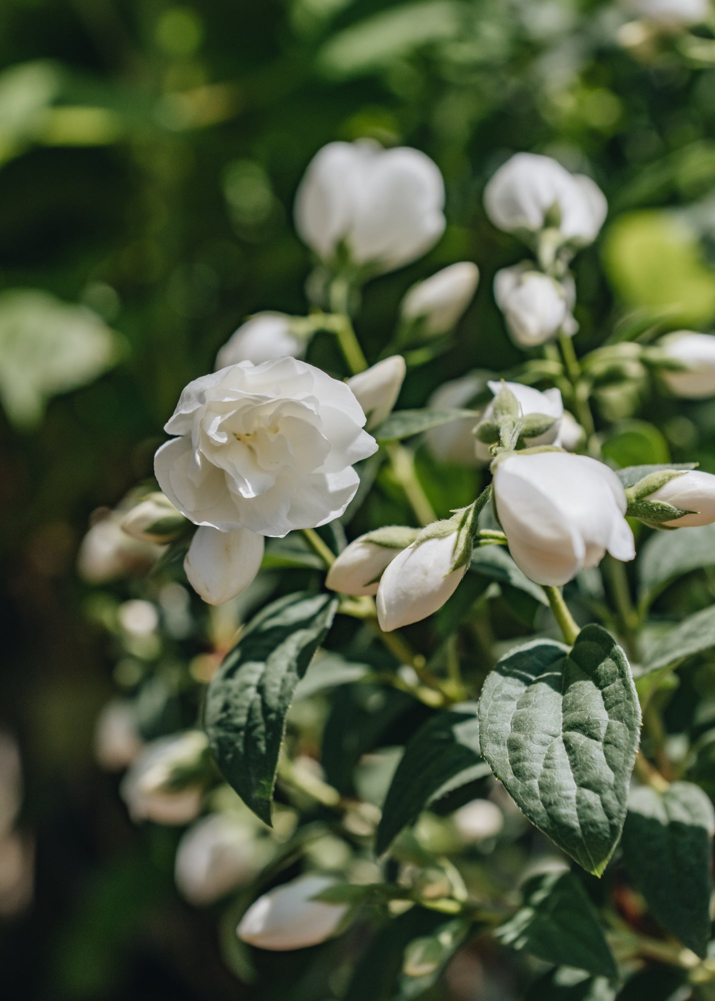 Philadelphus Snowbelle