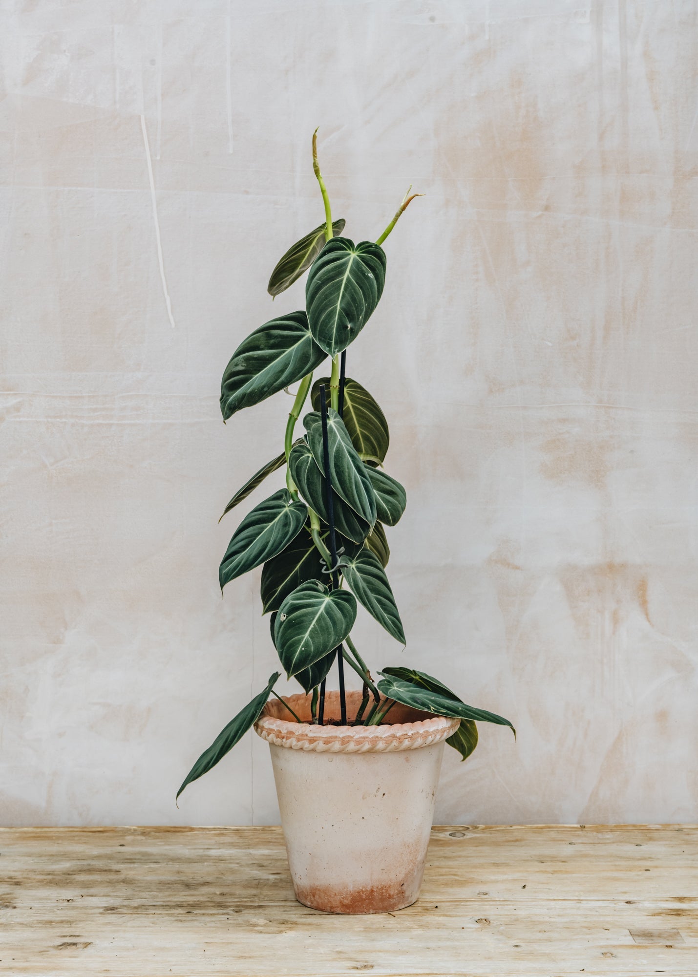 Philodendron melanochrysum