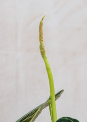 Philodendron melanochrysum