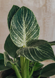 British Grown Philodendron Zebra