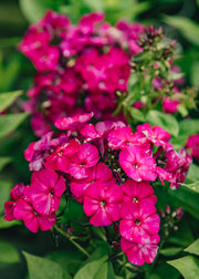 Phlox Phlox paniculata 'Famous Magenta', 3L
