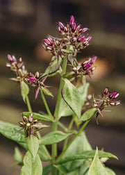 Phlox Phlox paniculata 'Famous Magenta', 3L
