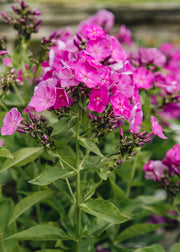 Phlox Phlox paniculata 'Famous Purple', 3L