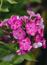 Phlox Phlox paniculata 'Famous Purple', 3L