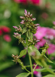 Phlox Phlox paniculata 'Famous Purple', 3L