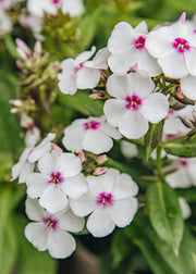 Phlox Phlox paniculata 'Famous White Eye', 3L