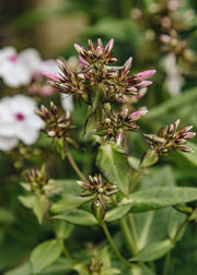 Phlox Phlox paniculata 'Famous White Eye', 3L