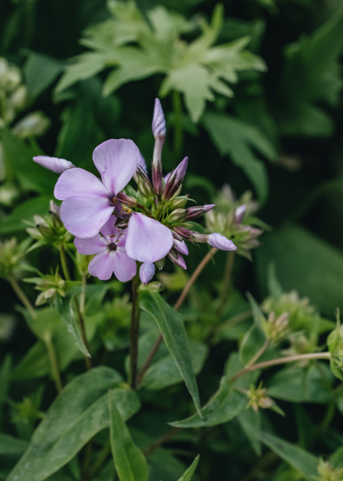 Phlox Phlox paniculata Rose Bouquet