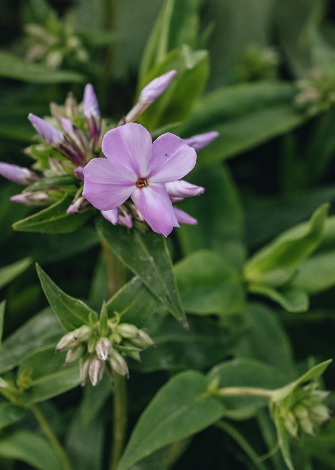 Phlox Phlox paniculata Rose Bouquet