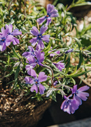 Olearia Phlox subulata Purple Beauty', 1L