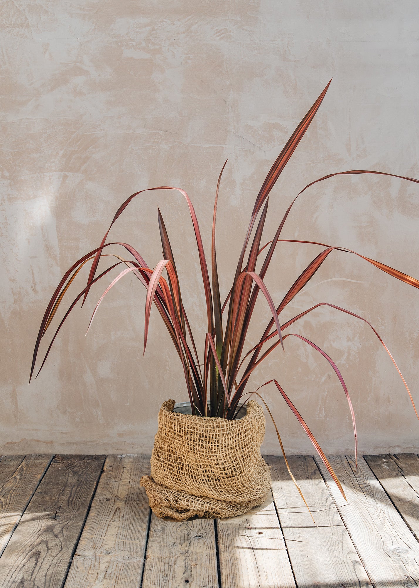 Exochorda Phormium Evening Glow, 3L
