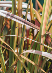 Anemone Phormium Jester, 3L