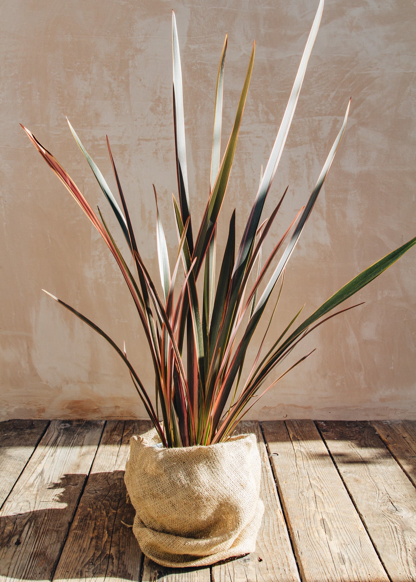 Laurus Nobilis Phormium Sundowner, 2L