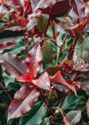Dryopteris Photinia x fraseri Magical Volcano, 3L