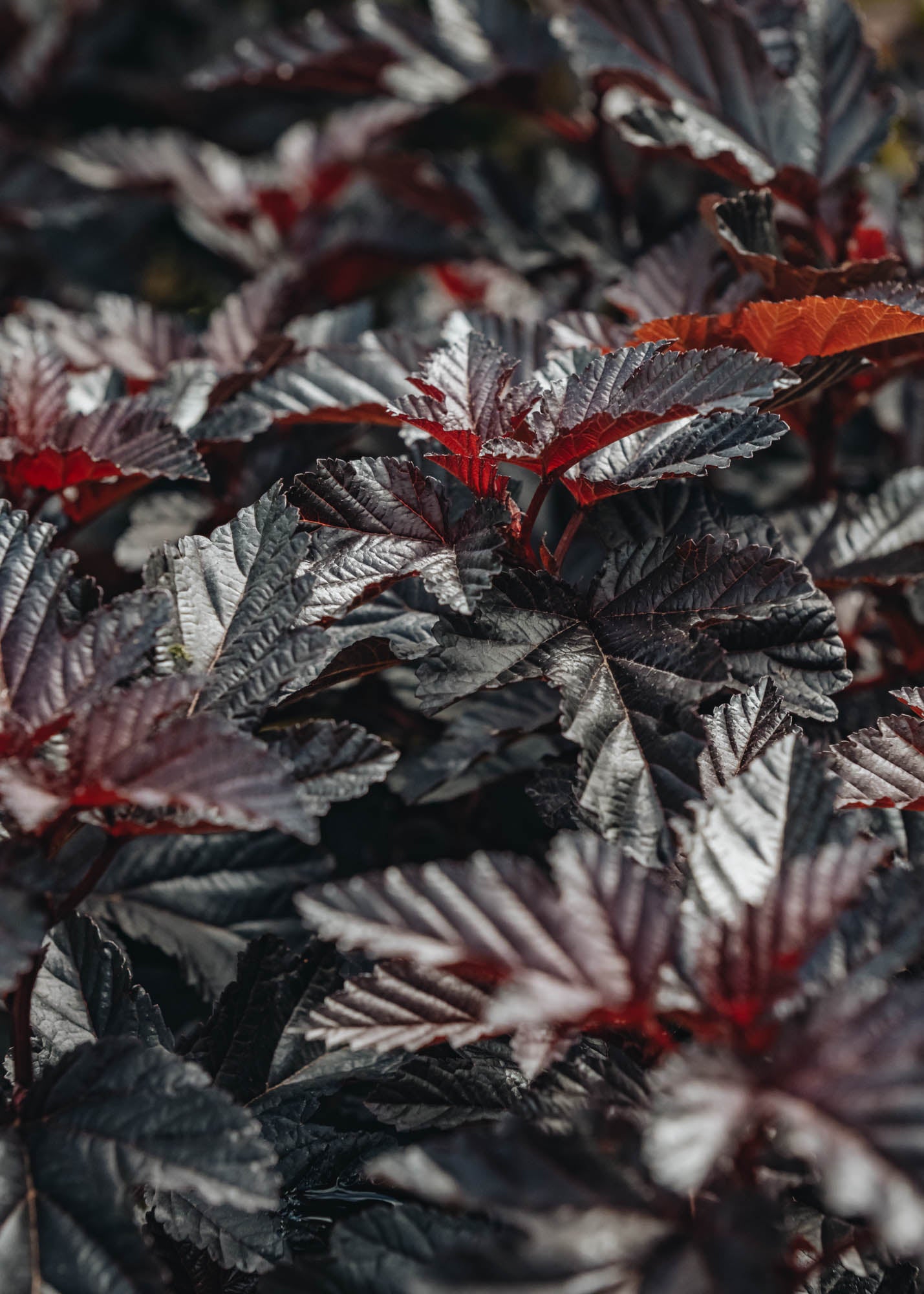 Physocarpus Physocarpus Rubella