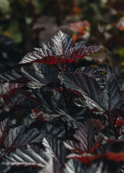 Physocarpus Physocarpus Rubella