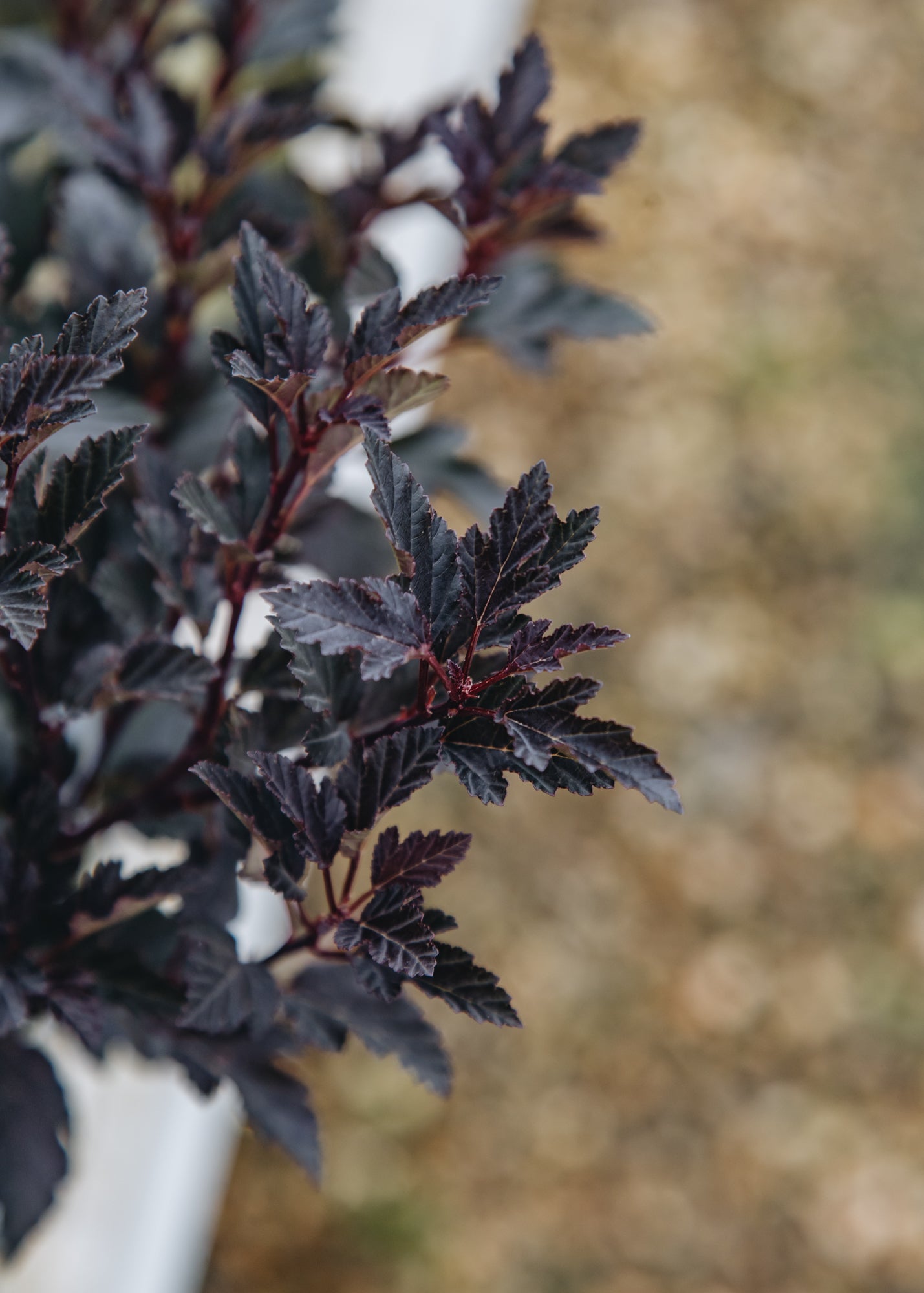 Physocarpus Physocarpus Tiny Wine, 3L