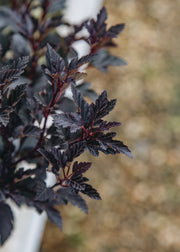 Physocarpus Physocarpus Tiny Wine, 3L