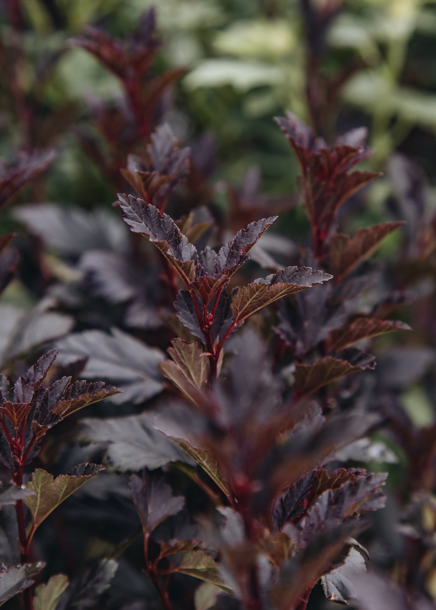 Physocarpus Physocarpus Tiny Wine, 3L